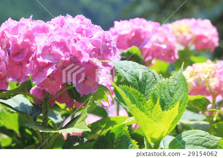 hydrangea hydrangea 29154062