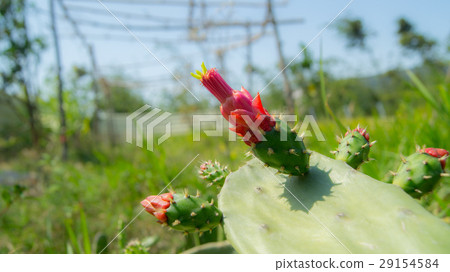 Cactus flower succulent 29154584
