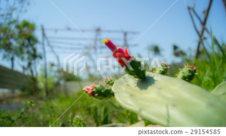 仙人掌 花 多肉植物 29154585
