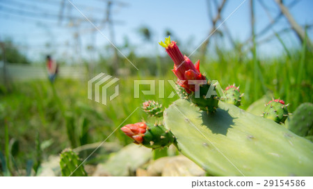 仙人掌 花 多肉植物 29154586