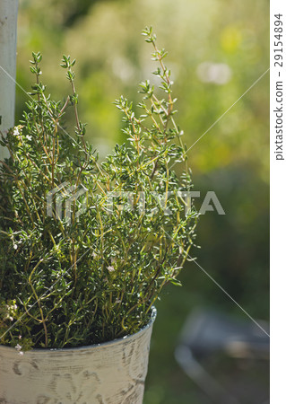 Thyme herb plant in pot Thyme herb plant in pot 29154894