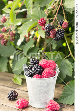 Small bucket of blackberry and raspberry Small bucket of blackberry and raspberry 29155064