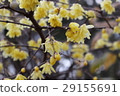 Yellow flower plum blossoms 29155691