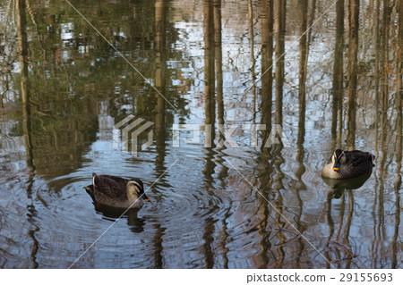 Swimming in a pond 29155693