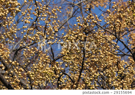 Fruitful fruit of Sendan Fruitful fruit of Sendan 29155694