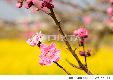 Nakagawa Yoshi flower peach festival Nakagawa Yoshi flower peach festival 29156254