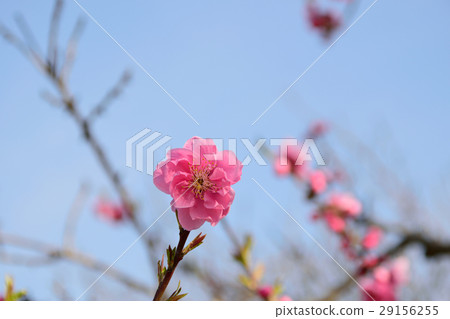 Nakagawa Yoshi flower peach festival Nakagawa Yoshi flower peach festival 29156255