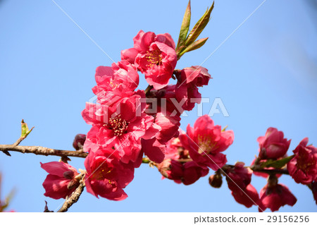 中川耀西花桃節 中川耀西花桃節 29156256
