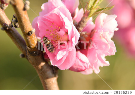 中川耀西花桃節 中川耀西花桃節 29156259