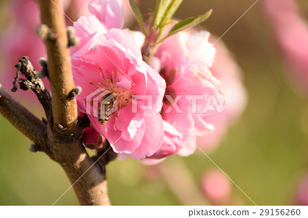 中川耀西花桃節 中川耀西花桃節 29156260