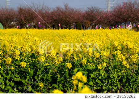 Nakagawa Yoshi flower peach festival 29156262
