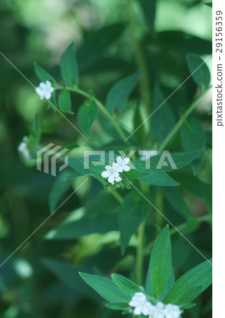 I say purple purple, but the flowers are white. I say purple purple, but the flowers are white. 29156359