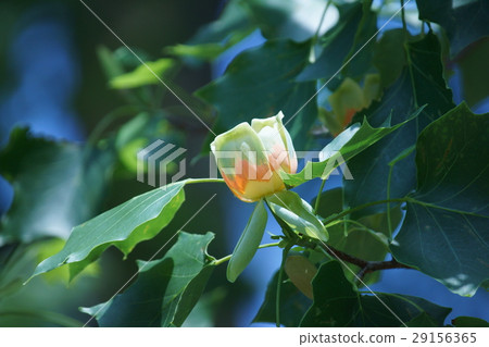 Lily of Lily Turquoise The language of flowers is "beautiful beauty" 29156365