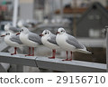 seagull 29156710
