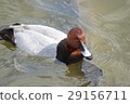 Duck 29156711