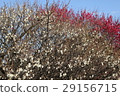Red plum and white plum 29156715