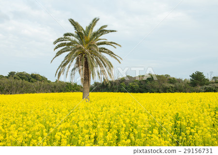 At the rape field 29156731