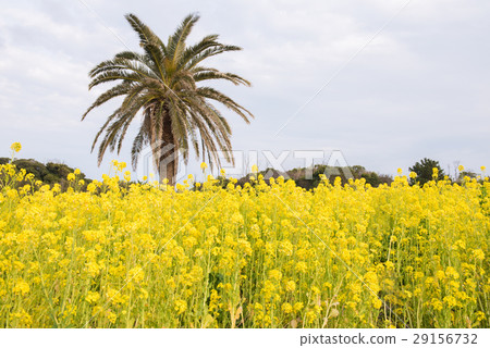 At the rape field 29156732