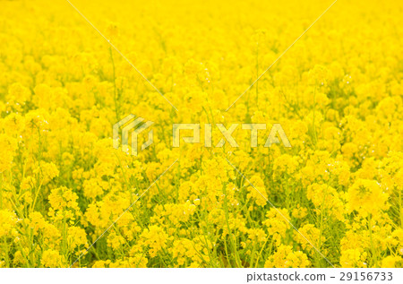 At the rape field 29156733