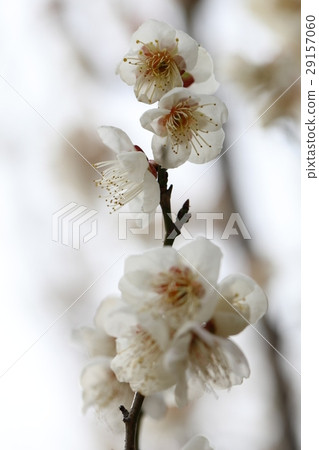 梅 29157060