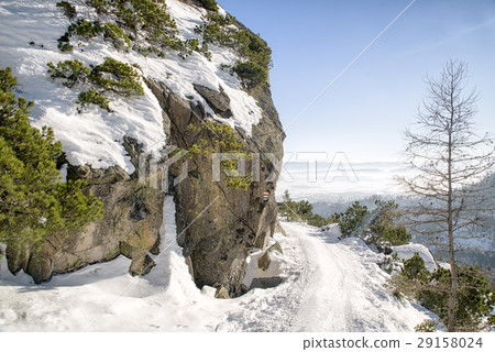 Empty forest path Empty forest path 29158024