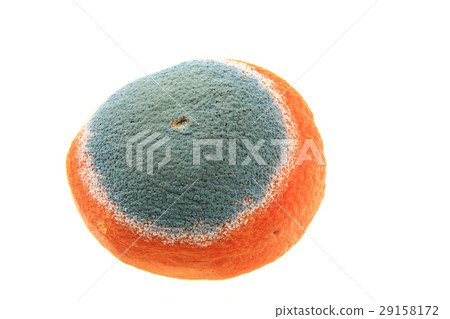Mold on an orange Mold on an orange 29158172
