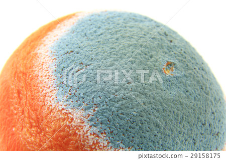Mold on an orange 29158175