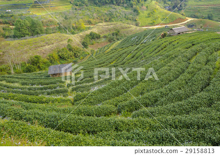 tea plantation landscape tea plantation landscape 29158813