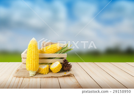 Close up fresh nature corn on hemp sack and Close up fresh nature corn on hemp sack and 29158950
