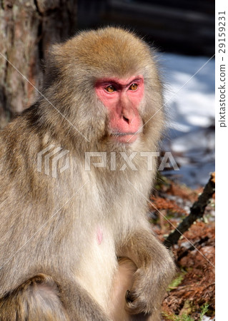 日本獼猴 29159231