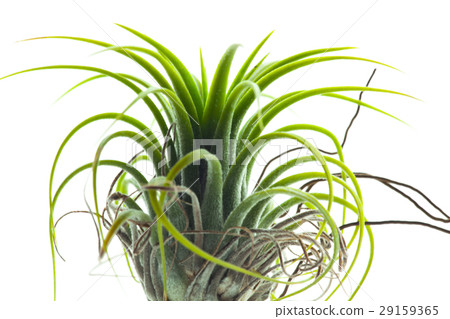 空氣鳳梨,小精靈,植物,Tillandsia ionantha,ティランジア、エルフ,植物 空氣鳳梨,小精靈,植物,Tillandsia ionantha,ティランジア、エルフ,植物 29159365