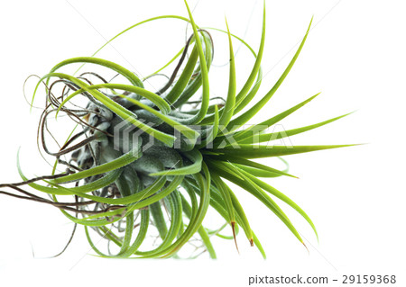 空氣鳳梨，小精靈，植物，Tillandsia ionantha，ティランジア、エルフ，植物 29159368