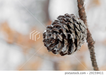 Pine cones on the branch Pine cones on the branch 29159411