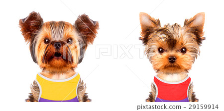 Funny dogs wearing t-shirt, hat and sunglasses. Funny dogs wearing t-shirt, hat and sunglasses. 29159914