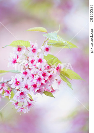 blooming blossom flower in Chiang rai, thailand blooming blossom flower in Chiang rai, thailand 29160585