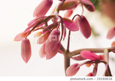 花，蝴蝶之舞錦，多肉植物，Variegata，バタフライダンスカム、多肉植物 29160638