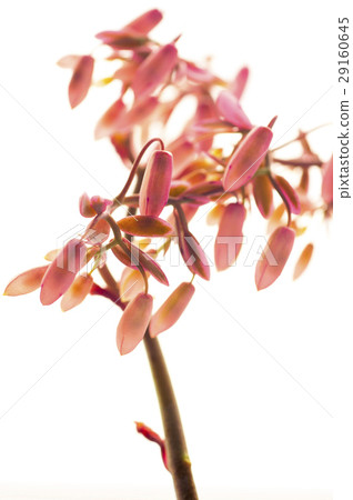 花，蝴蝶之舞錦，多肉植物，Variegata，バタフライダンスカム、多肉植物 29160645