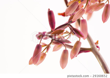 Flower, butterfly dance, succulent, Variegata, dragonfly, succulent  Flower, butterfly dance, succulent, Variegata, dragonfly, succulent 29160652