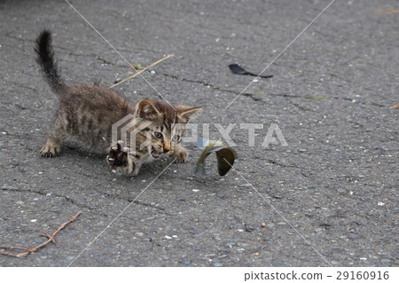 Kizila小貓試圖抓住魚拼命捕捉漁民或扔魚 Kizila小貓試圖抓住魚拼命捕捉漁民或扔魚 29160916