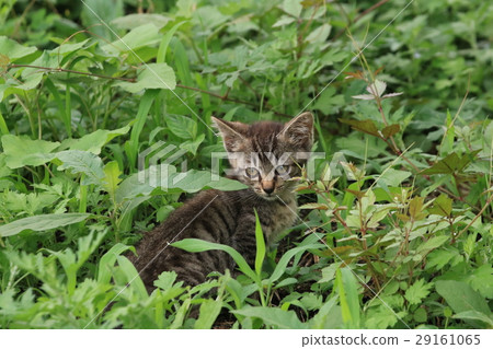 Kittens Of A Whale Sitting In The Middle Of The Stock Photo 29161065 Pixta