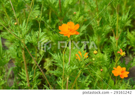 Kivanacosmos (Species coast / Hachinohe city Aomori) 29161242