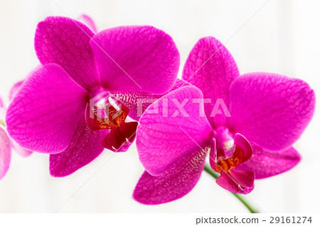 Flowers of a pink orchid. Flowers of a pink orchid. 29161274
