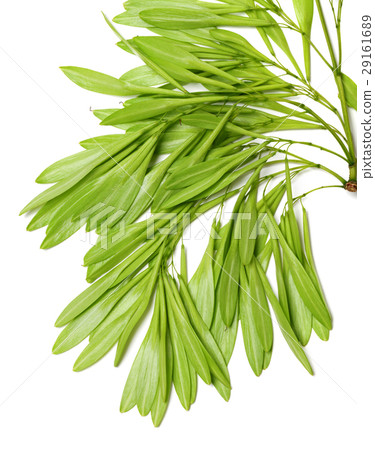 Spring ash seeds Spring ash seeds 29161689