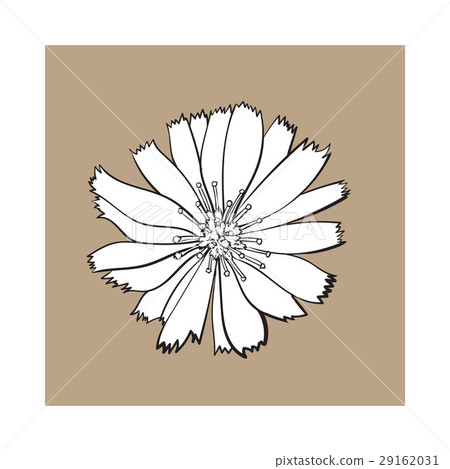 Open chicory wild flower head, top view, sketch 29162031