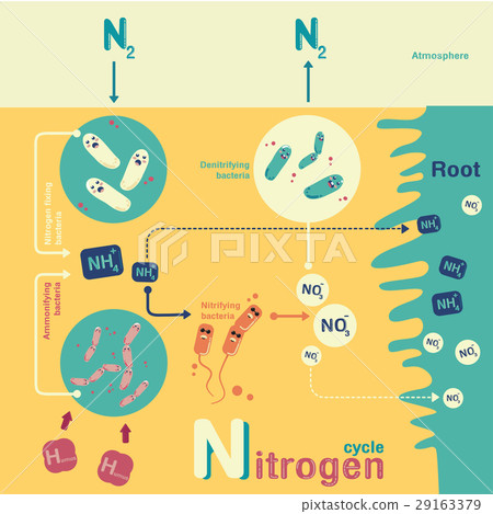 Nitrogen cycle 29163379