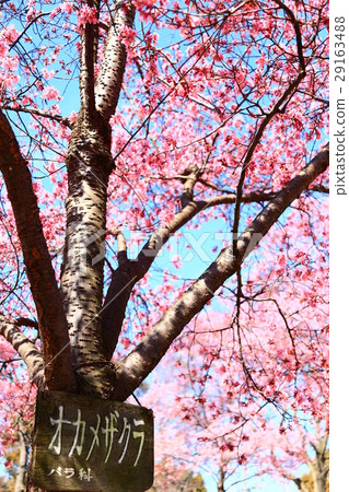 Okamezakura 29163488