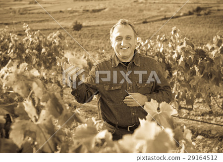 Mature man gathers grapes on vineyard 29164512