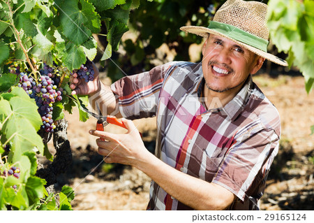 Man working on collecting ripe grapes 29165124