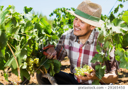 Man working on collecting ripe grapes 29165450