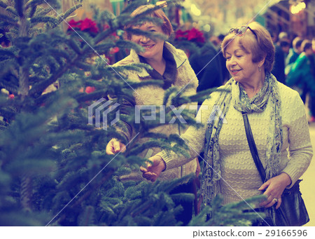 Happy mature women selecting spruce Happy mature women selecting spruce 29166596